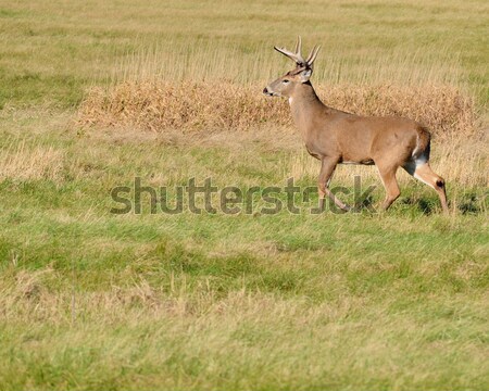 Herten reebok permanente Open veld natuur Stockfoto © brm1949