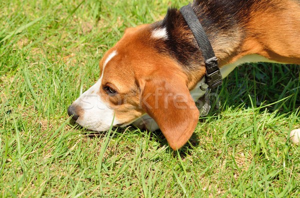 Beagle parco giovani piedi cute Foto d'archivio © brm1949