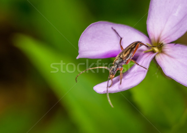 ストックフォト: 兵士 · カブトムシ · 紫色の花 · 自然 · 夏