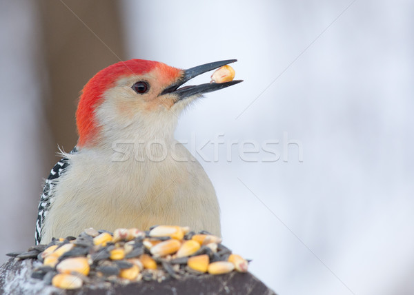 Red-bellied Woodpecker Stock photo © brm1949