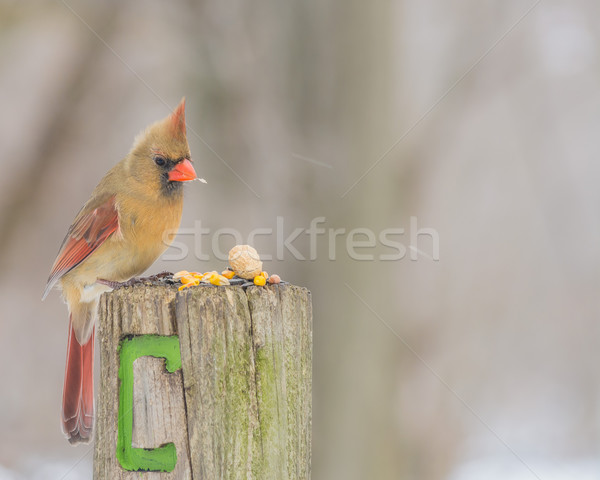 Stock foto: Weiblichen · Holz · post · Vogel