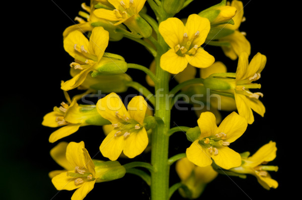 Usturoi mustar buruiană floare macro Imagine de stoc © brm1949