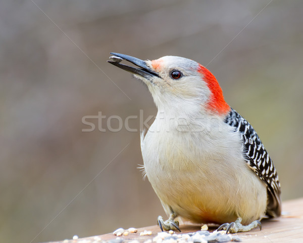 Stock photo: Red-bellied Woodpecker