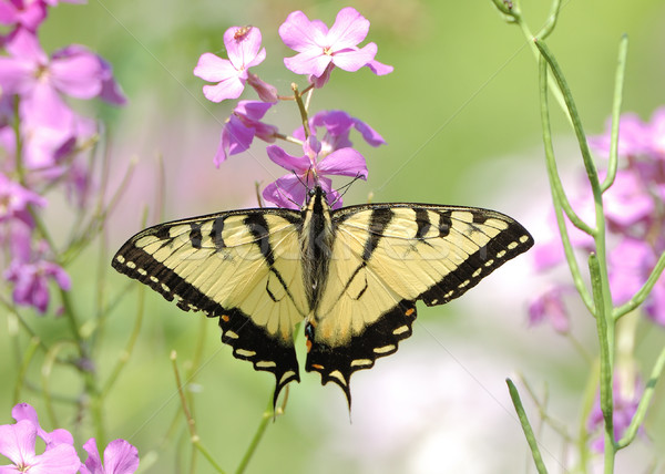 Stockfoto: Oost · tijger · vlinder · bug · velden