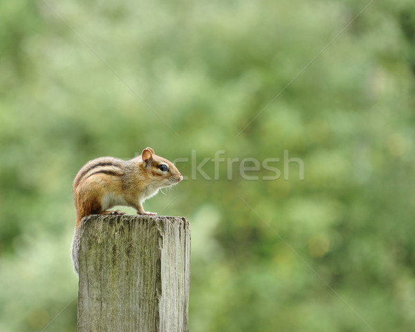 Chipmunk östlichen Holz post Natur Wald Stock foto © brm1949