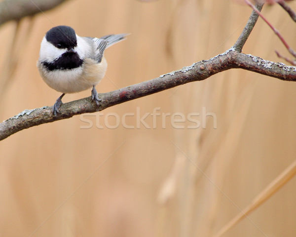 Black-capped Chickadee Stock photo © brm1949