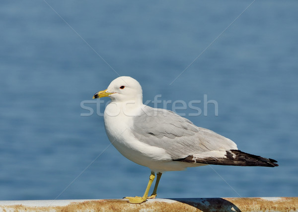 Ring-billed Seagull Perched Stock photo © brm1949