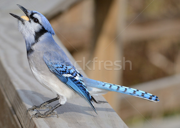 Blue jay Stock photo © brm1949