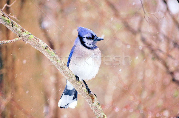 Blue jay Stock photo © brm1949