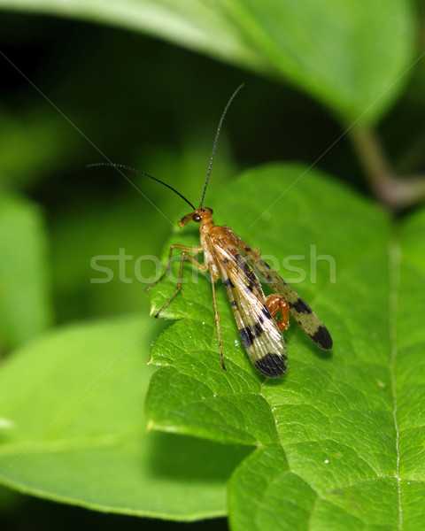 Scorpion Fly Stock photo © brm1949