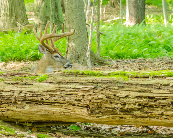 Stock photo: Whitetail Deer Buck In Velvet