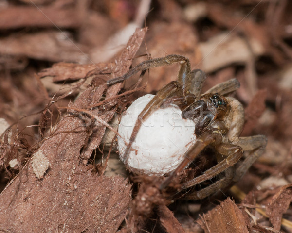 Wolf Spider With Egg Sack Stock photo © brm1949