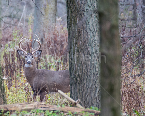 Whitetail Deer Buck Stock photo © brm1949