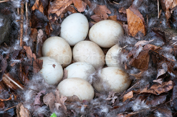 Eend nest negen vogel Stockfoto © brm1949