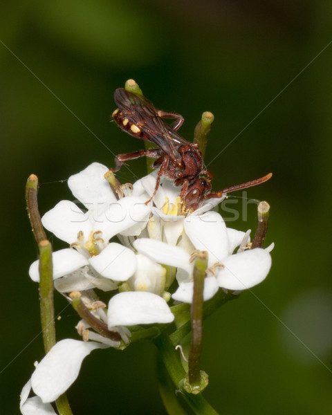 Wasp Perched On A Flower Stock photo © brm1949