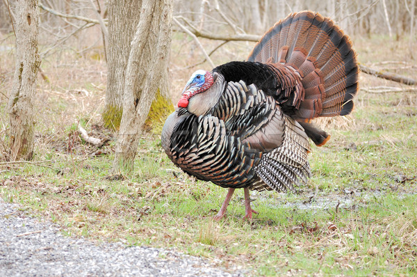 Wild Turkey (Meleagris gallopavo) Stock photo © brm1949