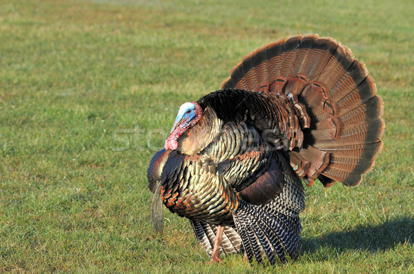 Wild Turkey (Meleagris gallopavo) Stock photo © brm1949