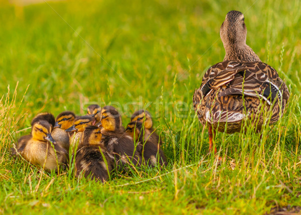 Mallard Ducklings Stock photo © brm1949