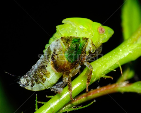 Blatt Metamorphose grünen Anlage Stengel Tier Stock foto © brm1949