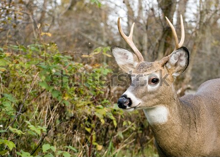 Whitetail Deer Buck Stock photo © brm1949