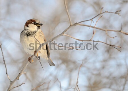 Tree Sparrow Stock photo © brm1949