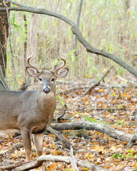 Whitetail Deer Buck Stock photo © brm1949