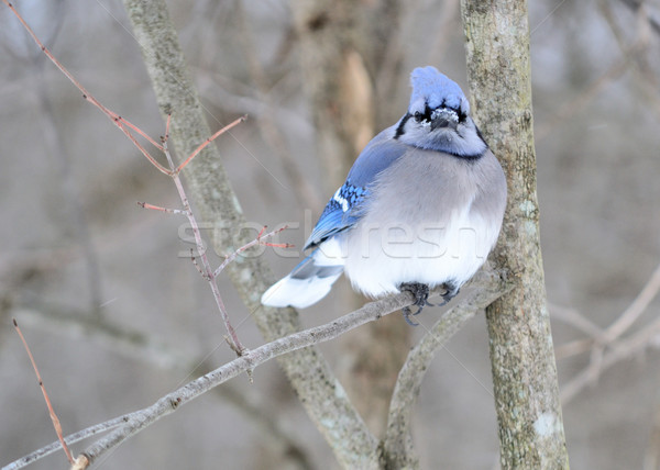 Blue jay Stock photo © brm1949