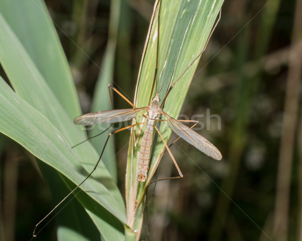 Stock photo: Crane Fly Perched on a Grass Stem