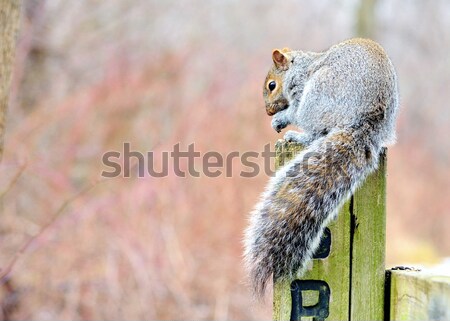 Gri veveriţă posta mananca pasăre sămânţă Imagine de stoc © brm1949