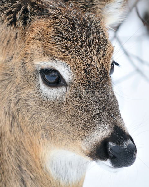 Hirsch buck stehen Wald Stock foto © brm1949