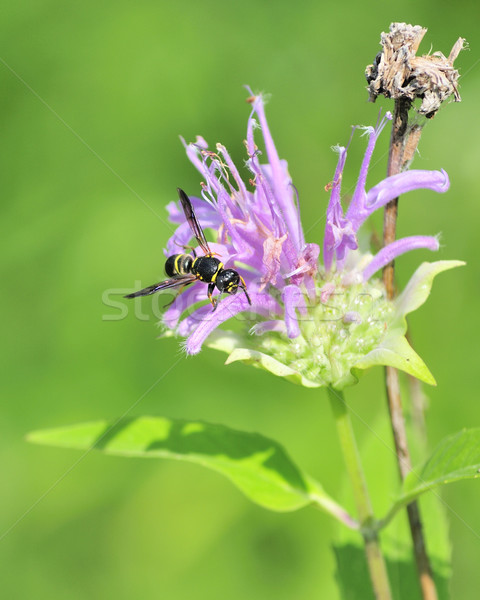 Potter Wasp Stock photo © brm1949