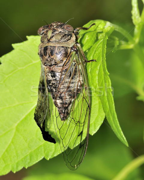 Cicada Stock photo © brm1949