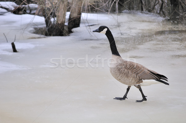 Walking Canada Goose Stock photo © brm1949