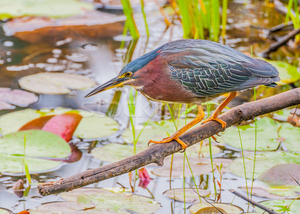 Weinig groene reiger vijver vissen buit Stockfoto © brm1949