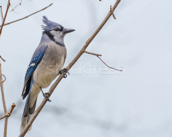 Blue Jay Perched Stock photo © brm1949
