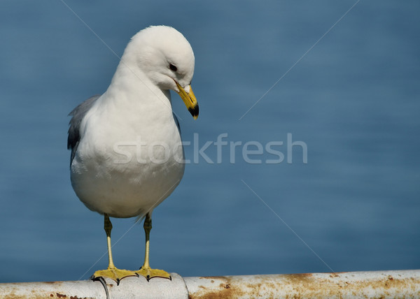 Ring-billed Seagull Perched Stock photo © brm1949