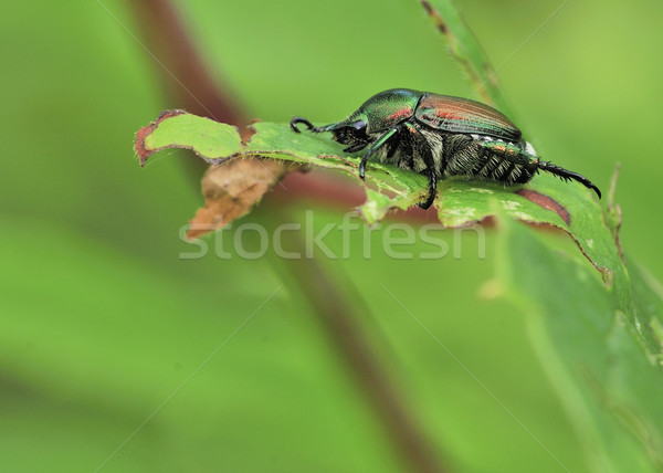 Japanese Beetle - Popillia japonica Stock photo © brm1949