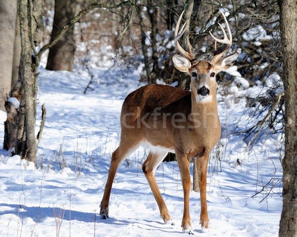 Whitetail Deer Buck  Stock photo © brm1949