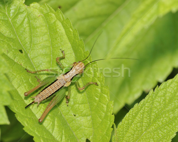 Grasshopper Stock photo © brm1949