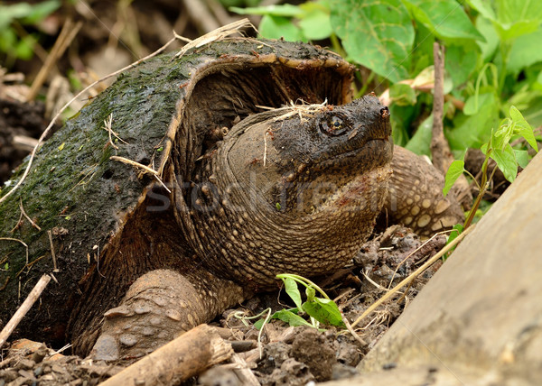 Foto stock: Tartaruga · ovos · formiga · colina · coberto