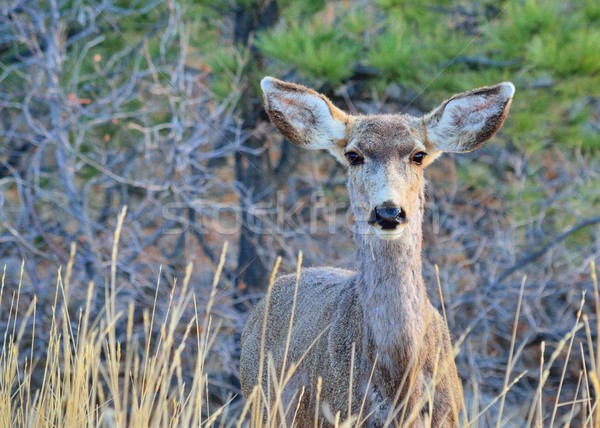 Mule Deer Doe Stock photo © brm1949