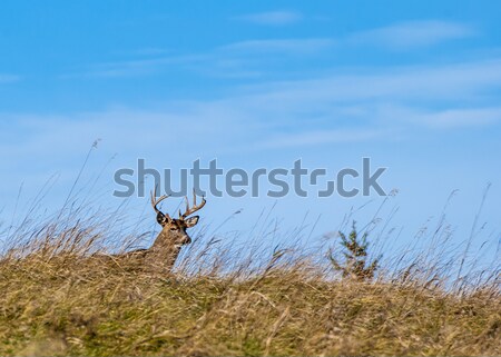 Whitetail Deer Buck Stock photo © brm1949