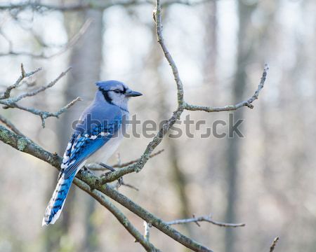 Blue jay Stock photo © brm1949