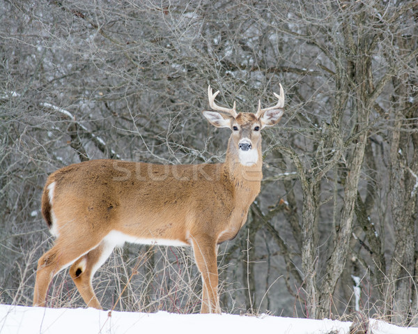 Whitetail Deer Buck Stock photo © brm1949