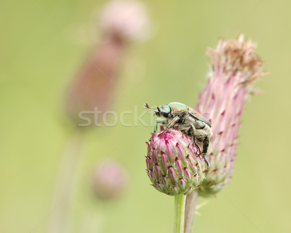 Japonez gândac natură animal insectă bug Imagine de stoc © brm1949