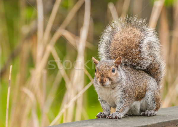 Gri veveriţă gri pădure natură animal Imagine de stoc © brm1949