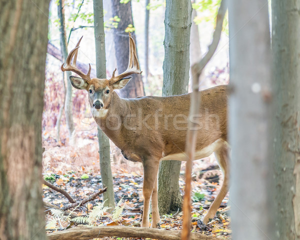 Whitetail Deer Buck Stock photo © brm1949