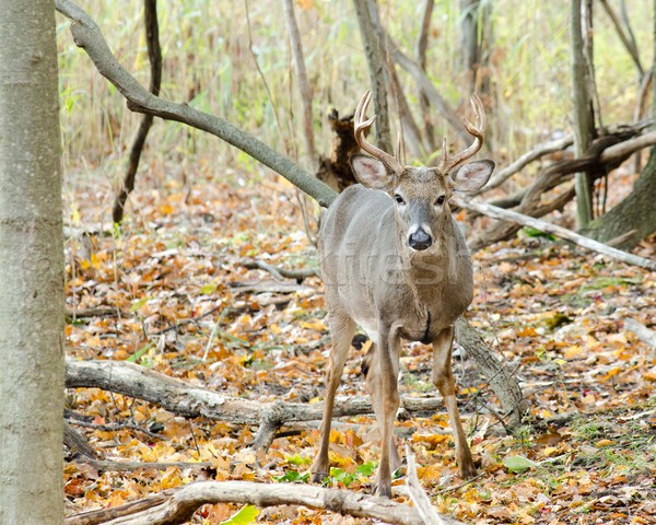 Whitetail Deer Buck Stock photo © brm1949