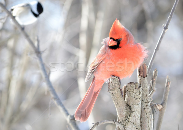  Northern Cardinal Stock photo © brm1949