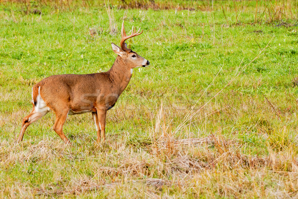 Whitetail Deer Buck Stock photo © brm1949